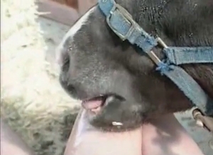 Mule eats a wide-opened wet vagina