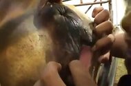 Farm bestiality porn
