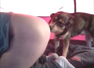 Big ass fucked hard by a hot doggy