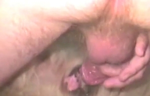 Sexy doggy gets a big dick in the ass