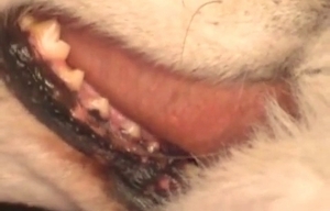 Worth to see how a hot zoofil is pleasing an animal