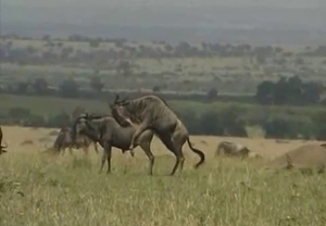 Insatiable animas are having all sorts of fucking outside