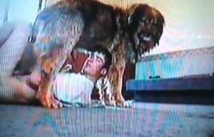 Nice to see her sucking a huge animal boner
