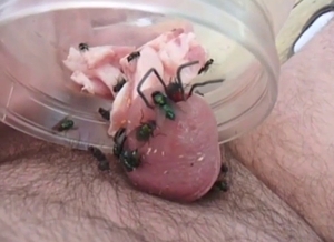Flies attach themselves to dick to make him cum