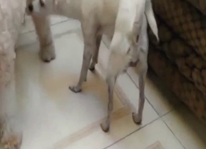 White dog's penis is getting stroked in this one