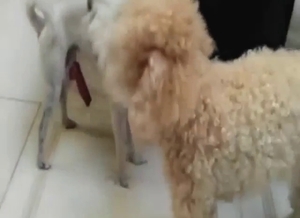 White dog's penis is getting stroked in this one