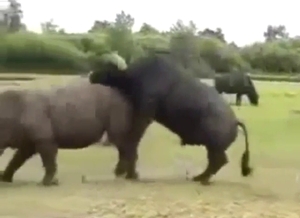 Homosexual animals are going to fuck harder