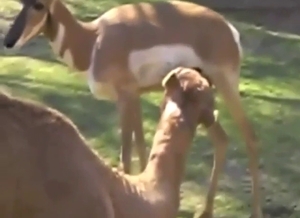 Camel and gazelle fuck scene, it's all taboo