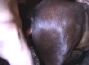 Dude with a short dick fucks a dog's asshole