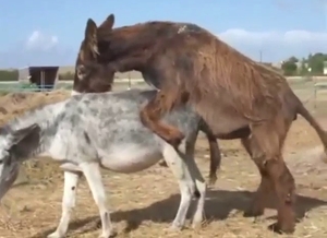 Sexy animals banging each other in the wilderness