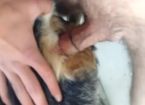 Amazing dog anal fuck with a submissive creature
