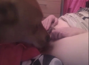 Hirsute pussy of a zoophile gets licked by a dog