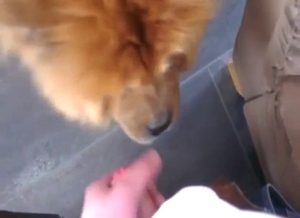 Dog is going to lick dick and look cute as well