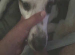 Dude fucking a dog's throat with his hard boner